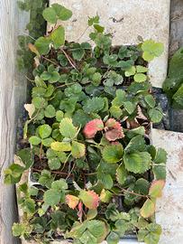 12 Piantine di fragole rifiorenti