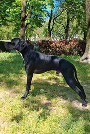 Pointer inglese