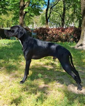 Pointer inglese