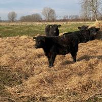 Manze angus
