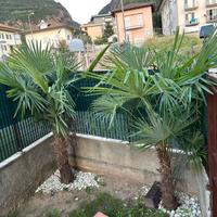 Alberi da giardino