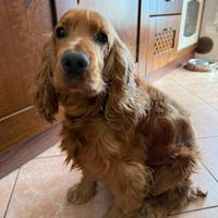 Cocker Spaniel maschio