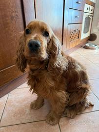 Cocker Spaniel maschio