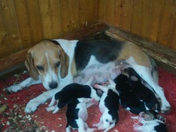 Beagle Tricolore meravigliosi