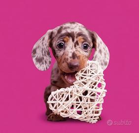 BASSOTTO - BASSOTTI NANI CUCCIOLI top choco merle