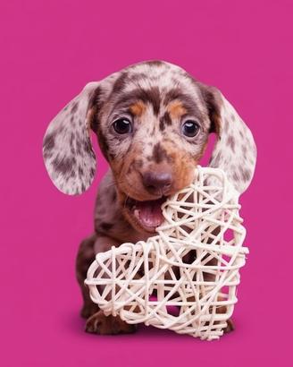 BASSOTTO - BASSOTTI NANI CUCCIOLI top choco merle