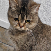 Gattina Scottish straight