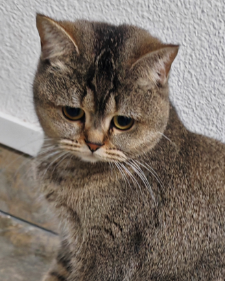 Gattina Scottish straight