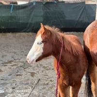 Paint horse