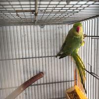 Parrocchetto dal collare Femmina SESSATA