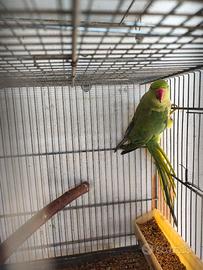 Parrocchetto dal collare Femmina SESSATA