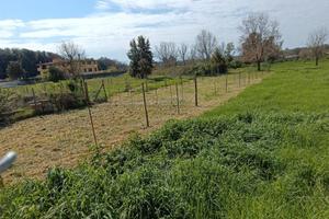 Piccolo terreno Ardea