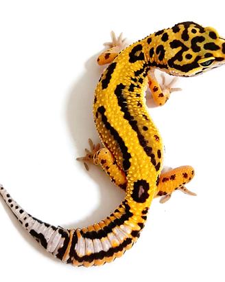 Geco leopardino femmina Tangerine Bold, scambi