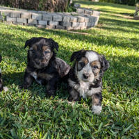 Cuccioli di piccolissima taglia simil Yorkshire