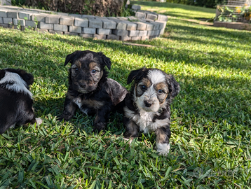 Cuccioli di piccolissima taglia simil Yorkshire