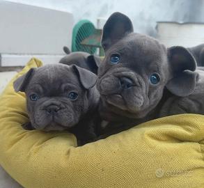 Cuccioli di bulldog francese esotico
