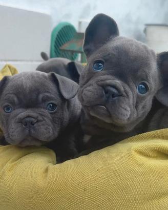 Cuccioli di bulldog francese esotico