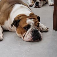 Cucciola di Bulldog Inglese con Pedigree