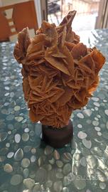 Rosa del Deserto grande