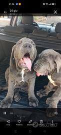 Cucciolo di mastino napoletano e