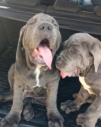 Cucciolo di mastino napoletano e