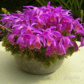 3 Bulbi di Pleione Tongariro Orchidee