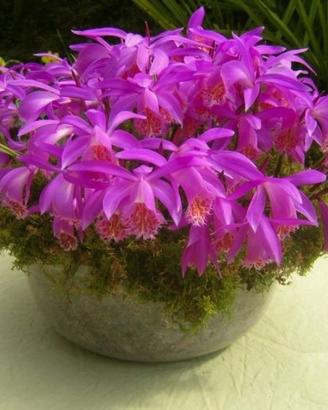 3 Bulbi di Pleione Tongariro Orchidee