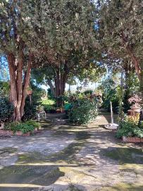 Casa singola con giardino ed eventuale terreno