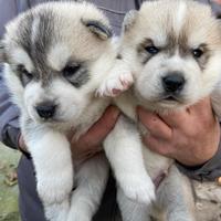 Siberian Husky con pedigree