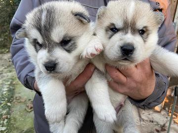 Siberian Husky con pedigree