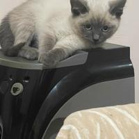 Siamese