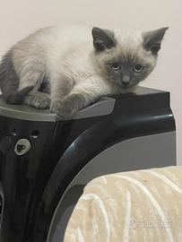 Siamese