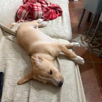 Cucciolo futura,taglia piccolo/media carattere dol