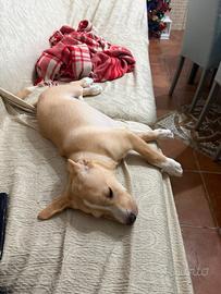 Cucciolo futura,taglia piccolo/media carattere dol