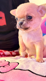 Cuccioli di chihuahua