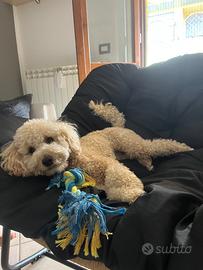 Barboncino champagne disponibile per monta