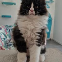 Maine Coon