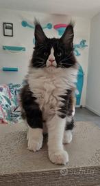Maine Coon