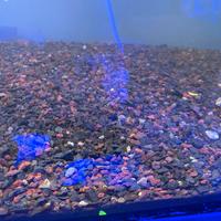Fondo acquario dolce