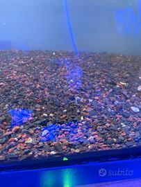 Fondo acquario dolce