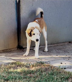 Pastore dell' Asia Centrale