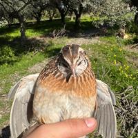 Quaglia jumbo