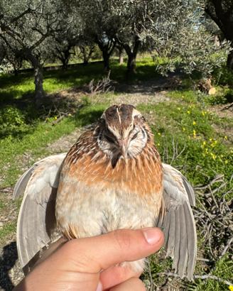 Quaglia jumbo