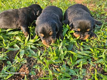 Rottweiler