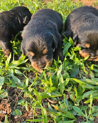 Rottweiler