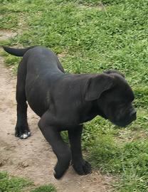 Cuccioli di cane Corso