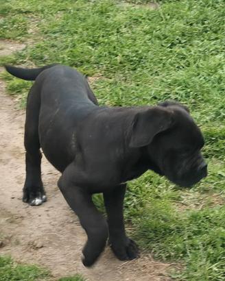 Cuccioli di cane Corso