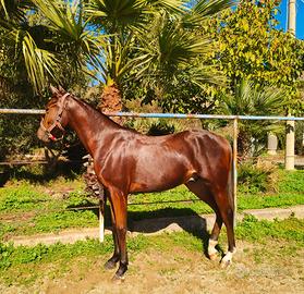 Puledro Anglo arabo per trekking 