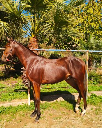 Puledro Anglo arabo per trekking 