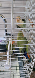 Canarini e inseparabili